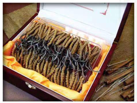 扶余冬虫夏草回收